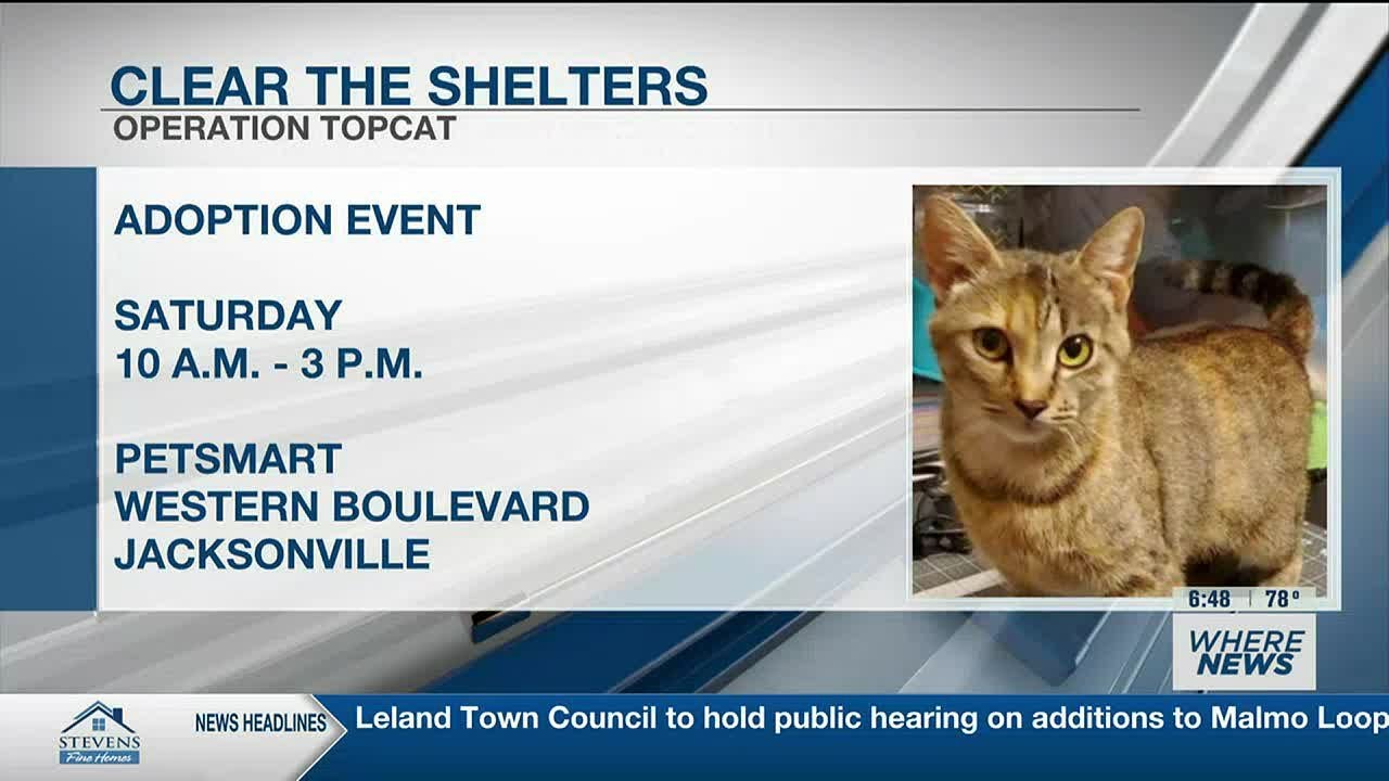 Clear the Shelters: Wisteria from Operation Topcat - YouTube