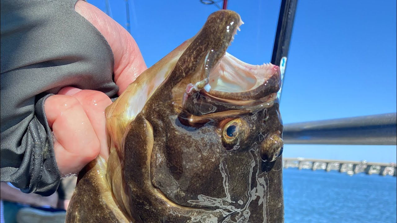 One and done pool winner fluke - Capt. Lou, Freeport, NY - August 23, 2025