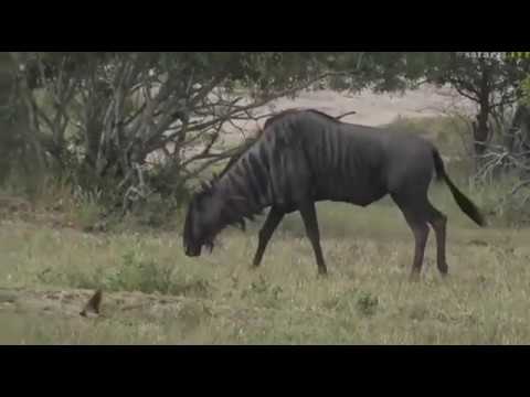 sindile faku April 02, 2017- Lonely Wildebeest patrolling his territory
