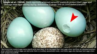 Brood parasitism: #Cowbird eggs damage host eggs during laying from elevated positions