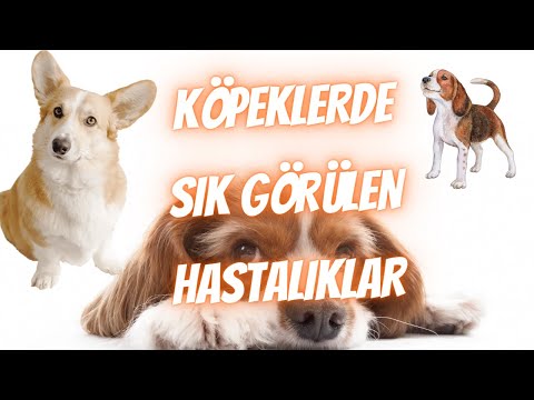 Video: Köpeklerde Hareket Hastalığı