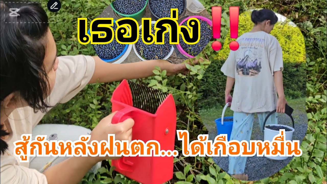 เก็บบลูเบอรี่ขายฟินแลนด์🇫🇮| เด็กไทยในต่างแดน ได้เกือบหมื่นวันนี้