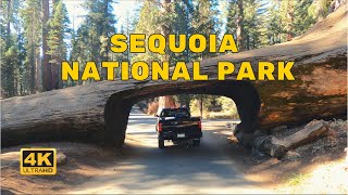 Driving Sequoia National Park, Generals Highway - California - USA [4K] ASMR DRIVE