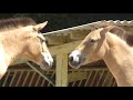 Excursion to the Kiev Zoo - Ducks🦆, Deer🦌, Horses🐎are galloping