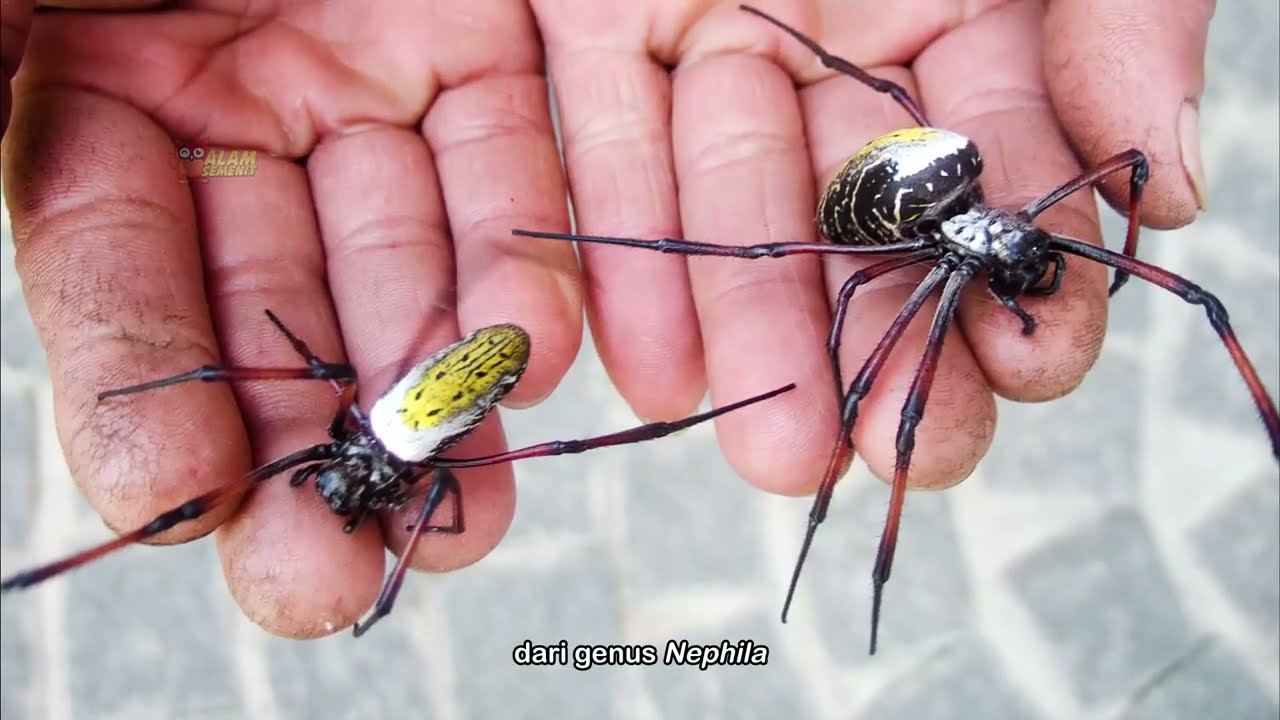 Highlight: Sutra [Part 3] -  Tentang Serikultur 