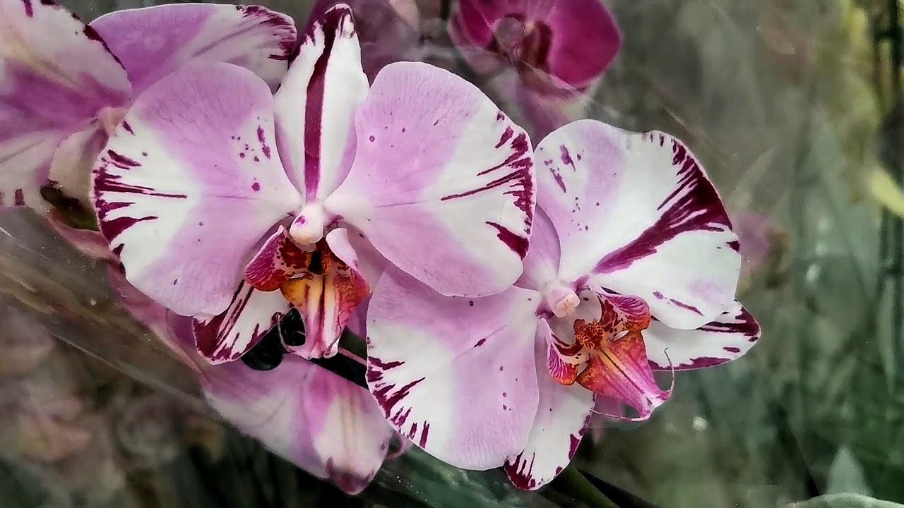 🦋Бабочка прилетела в новом завозе орхидей магазина Леруа Мерлен г. Омск ...