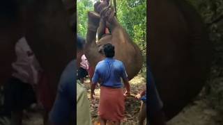 ചരിഞ്ഞ ആനയുടെ സംസ്കാരത്തിൽ കോടനാട്|arikomban elephant india nature kerala wildanimal ♥️Subscrb