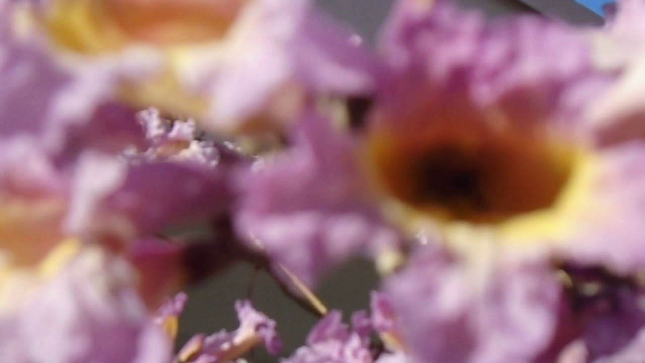 Never Too Pretty Flowers for Honey Bees