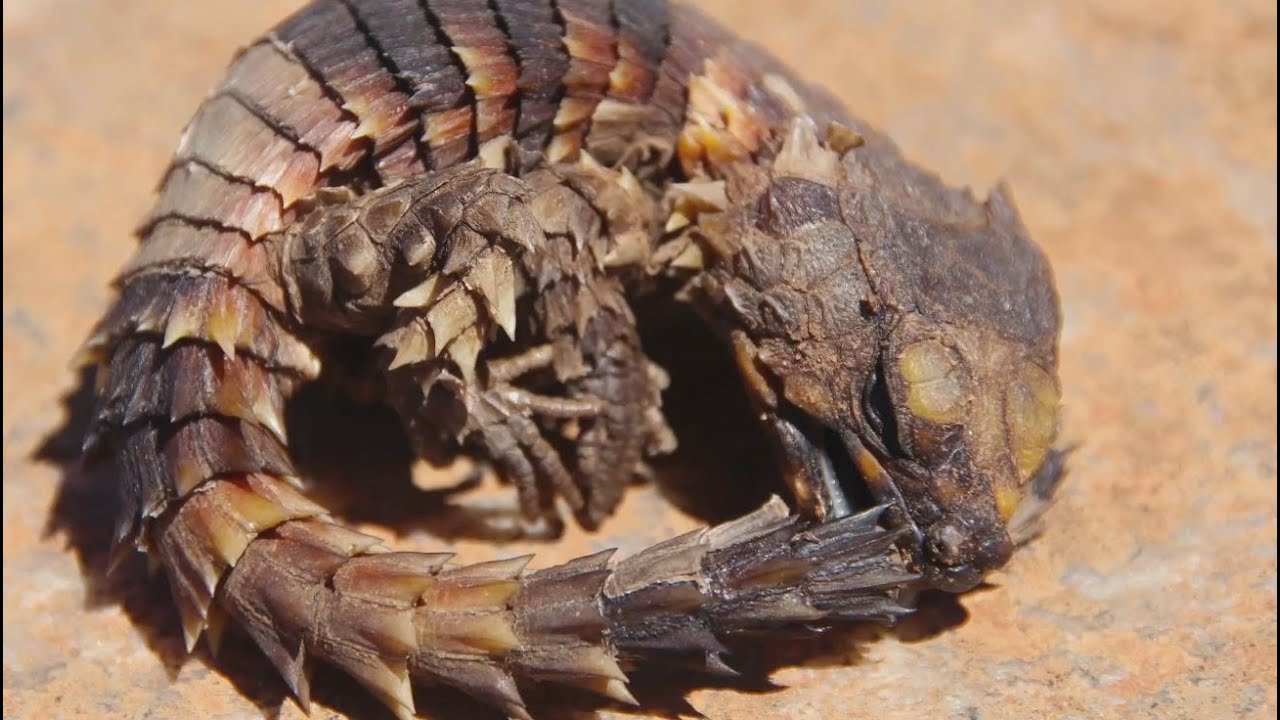 armadillo girdled lizard pet