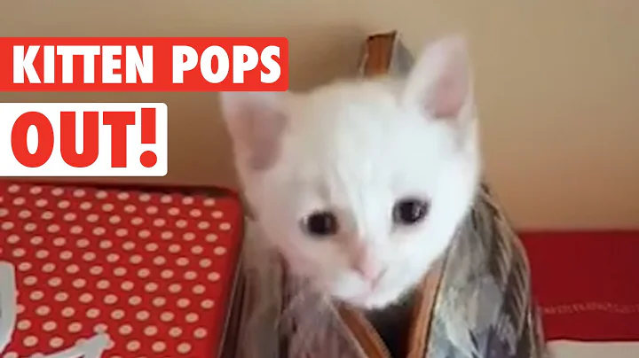 Watch the video about Funny Kitten Popping Out of Purse