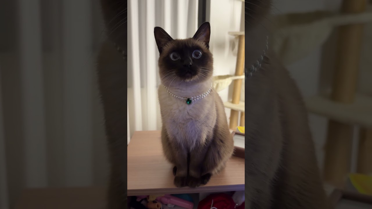 Hello, I am a Thai princess. 