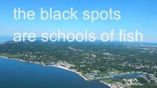 Low Wind Reverse Take Off 3 360S And Fish Schools