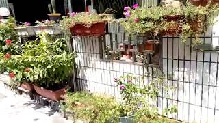 賞花20181002