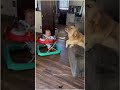 Dogs hate babies crying 😆 #shorts #dog #funnyshort #comedy #funnydogs #lmao #viralvideo #babies #lol