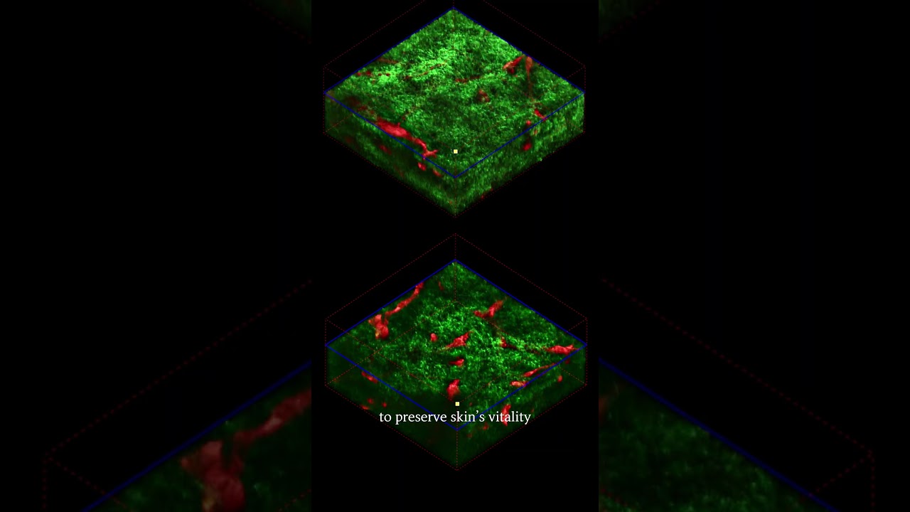 Skin longevity, powered by ginseng. 