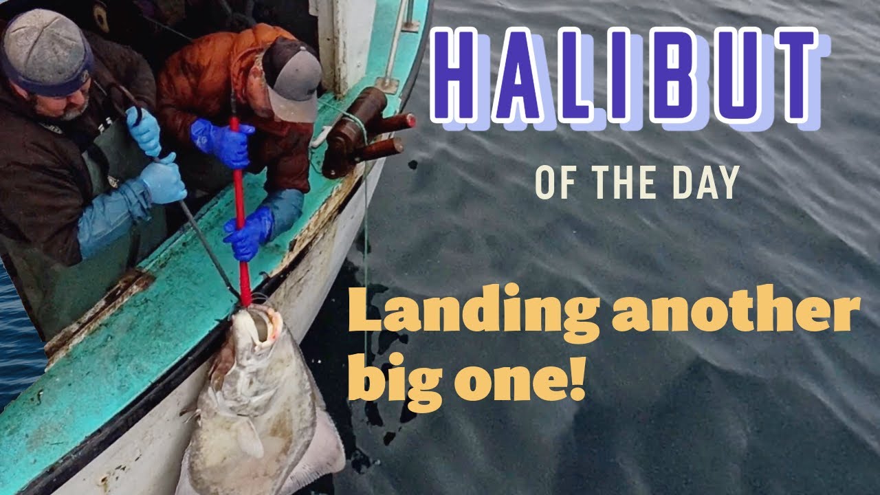 Halibut 2025