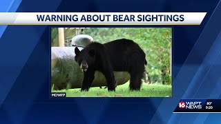 Young bear travels across Mississippi, sparking summer sightings