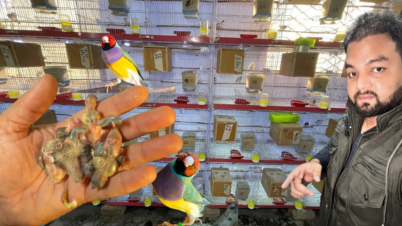 Gouldian and Exotic Finches successful Breeding method