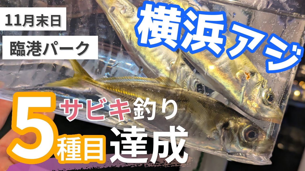 【臨港パーク】アジと○○が釣れる！横浜みなとみらいでサビキ釣り【11月末】