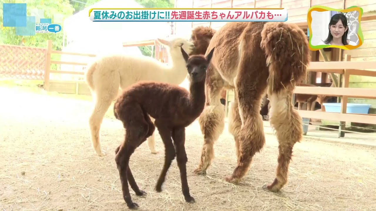 Baby Birth] Approximately one-week-old alpaca at Yamakoshi Alpaca