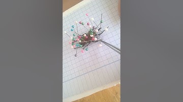 Hướng dẫn làm tiêu bản bọ cánh cứng