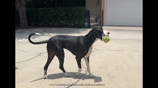 Funny Great Dane's Grocery Delivery Is Reminiscent Of Lucy Stomping Grapes