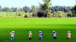 Mekong delta Vietnam, daily life of a farmer's family in the country side around Sa Dec town