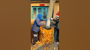 Farmer’s Ingenuity: Suction Fan Makes Corn Loading Easier #harvest #farming #funny