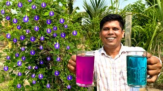 Must Grow This Plant at Home | ഈ ചെടി വീട്ടിൽ നട്ടാൽ നിങ്ങളുടെ പകുതി അസുഖം മാറും | Butterfly Pea