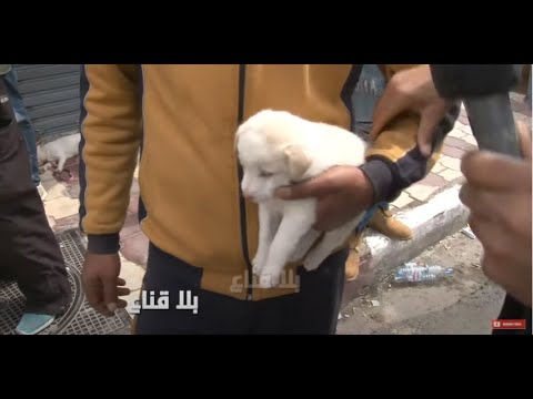   الغشة على عجلة في الكلاب يبيع الكلب العربي على أساس أنه لابرادور اعترافات تاجر كلاب