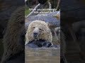 Grizzly Face Kick.  #wildlifephotograph #wildlifevideography #grizzlybear #wildlife