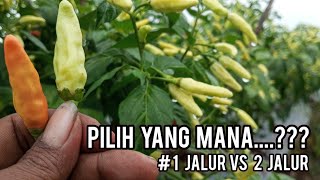 Update Lahan Ujicoba Tanam Cabe Satu Jalur Rapat Versus Dua Jalur standart. ini hasil sementara..!!!