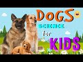 Dog Facts Quiz