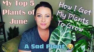 My Top 5 House Plants of June| 2019