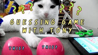 Guessing Game with Tony our Cat screenshot 3