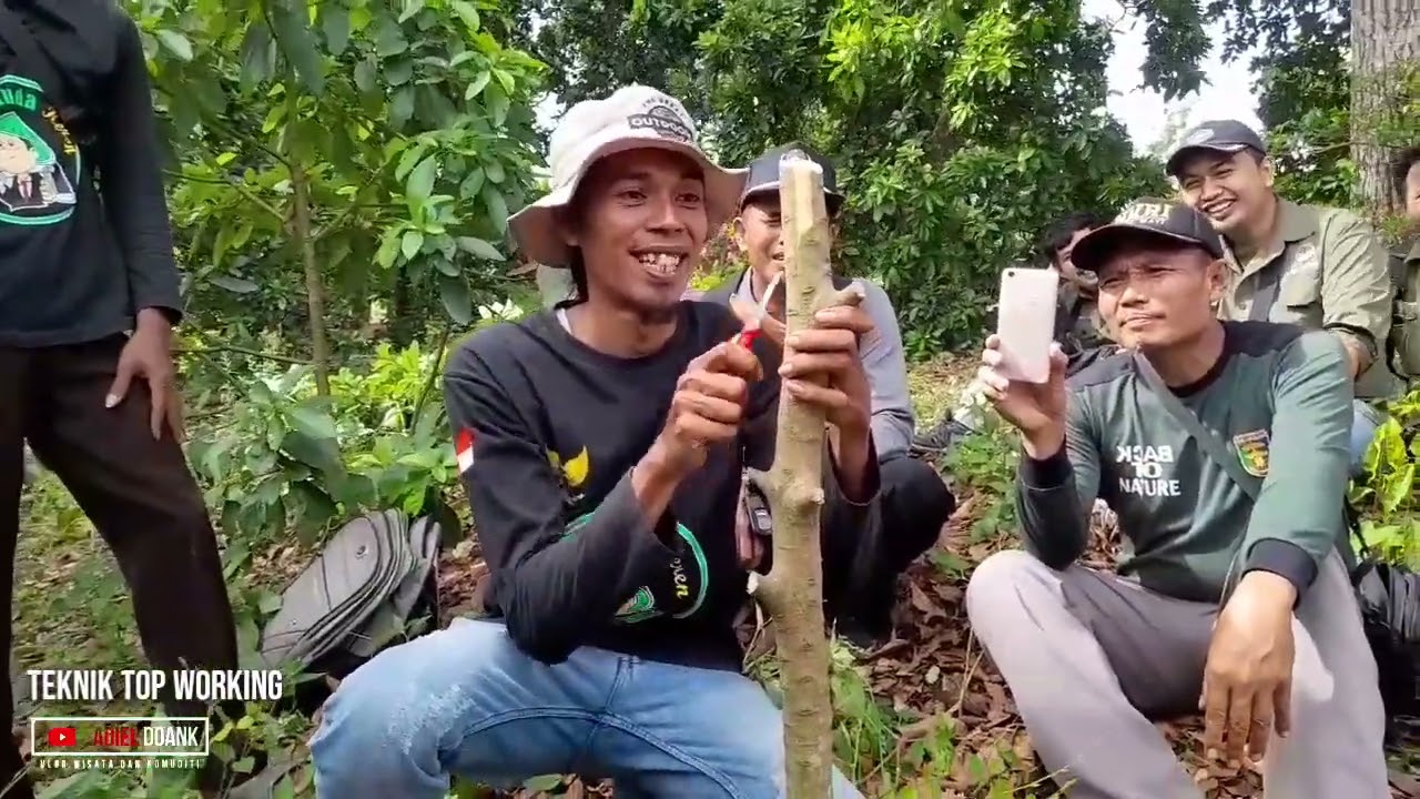 Cara  Top Working Pohon Alpukat  Anti Gagal