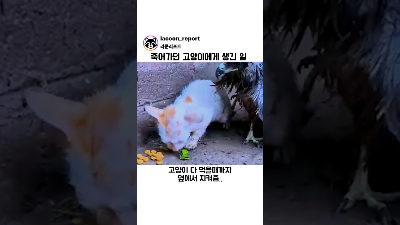 죽어가던 고양이에게 생긴 일