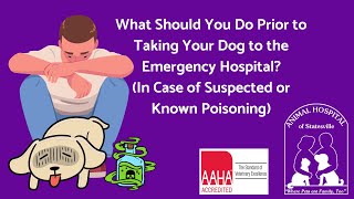 What to Do Prior to Taking Your Dog to the Emergency Clinic In Case of Suspected or Known Poisoning by Animal Hospital of Statesville 33 views 10 months ago 2 minutes, 17 seconds