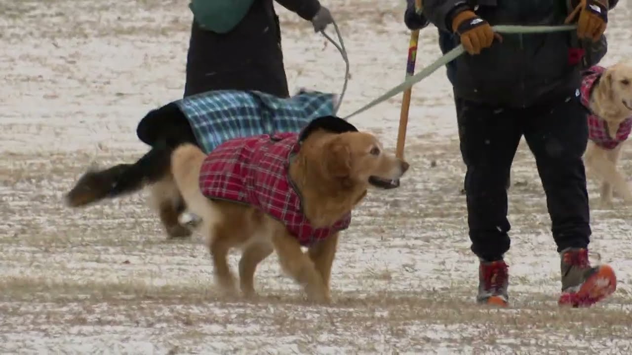 WEATHER: Dog lovers walk pets at Wildwood