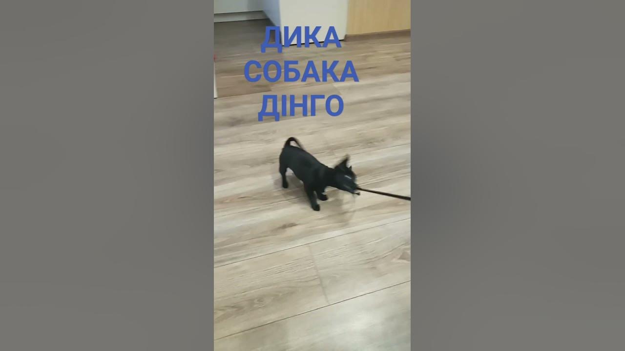 ДИКА СОБАКА ДІНГО. - YouTube