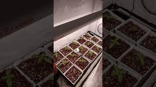 Unlocking The Power Of Growth With Sf300Sf600