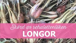 Skörd Av Schalottenlök Longor - Satt På Hösten