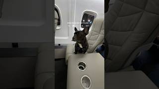 french bullvlog: frenchie travels from tx to nyc on a semi private flight! #dogtravel #frenchies