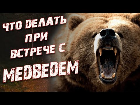 Что делать при встрече с медведем? Как защититься от медведя?