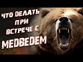 Что делать при встрече с медведем? Как защититься от медведя?