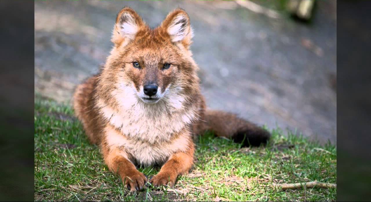 Красный горный волк. Красный горный волк. Тянь-шанский красный волк. Красный волк. Красный горный волк.