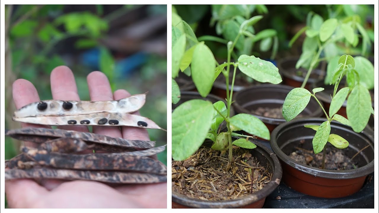 How to Grow Blue Pea Plant from Seeds & Cuttings RELAX GARDEN