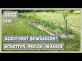 Neu angelegten Agroforst bewässern? Beschattung, Mulch, Wasser | Sortengarten | VLOG 10.06.2023