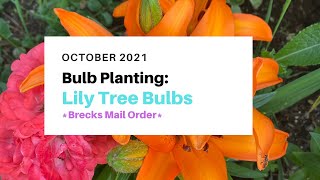 Planting Lily Tree bulbs in the garden Brecks Bulbs order