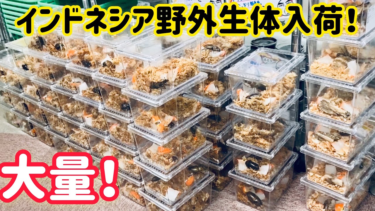 Breaking News] Wild-caught specimens from Indonesia now available